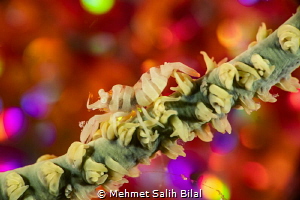 Wire coral shrimp shows color reflections from the bubble... by Mehmet Salih Bilal 